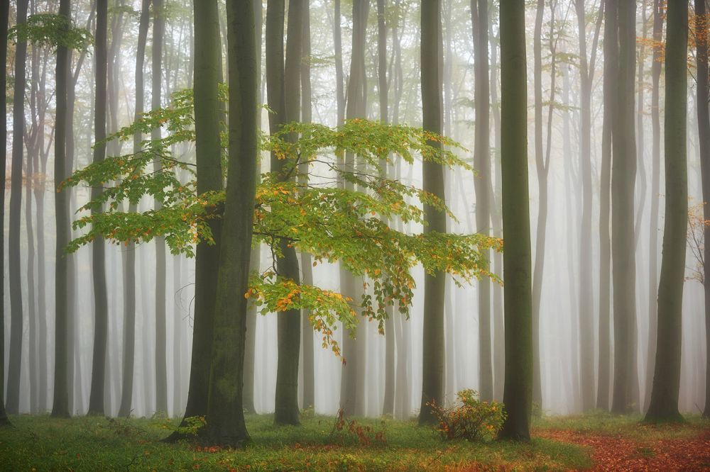 Misty forest
