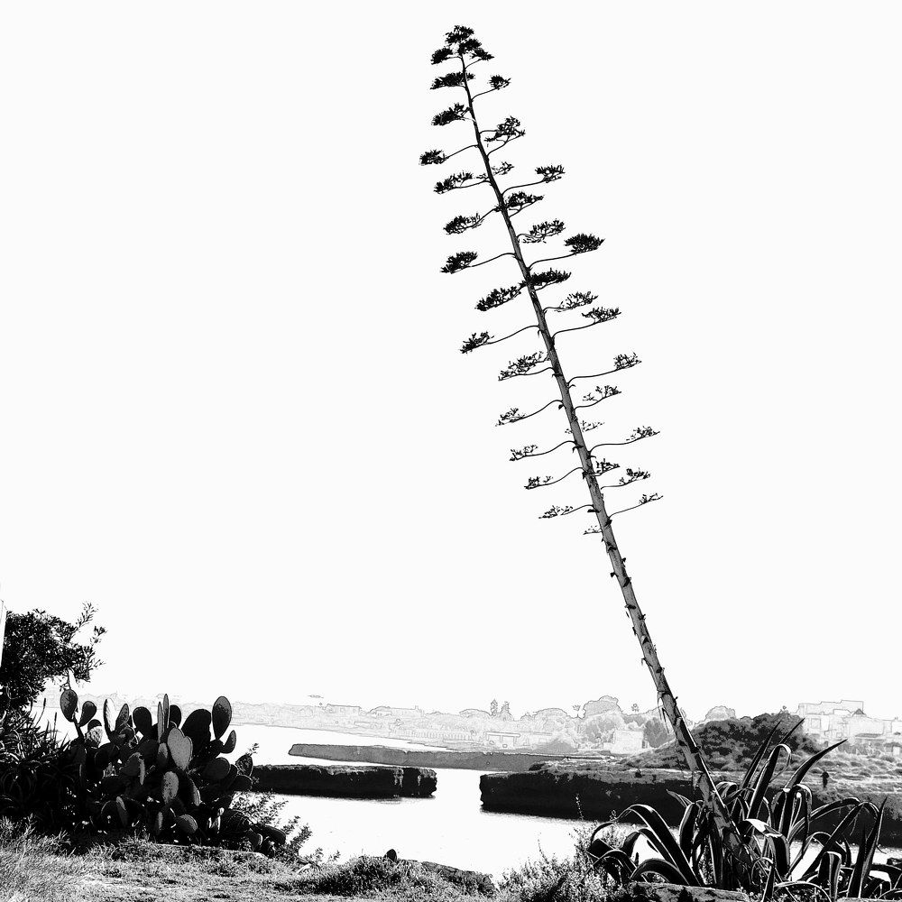Photograph by Angelo Pascale