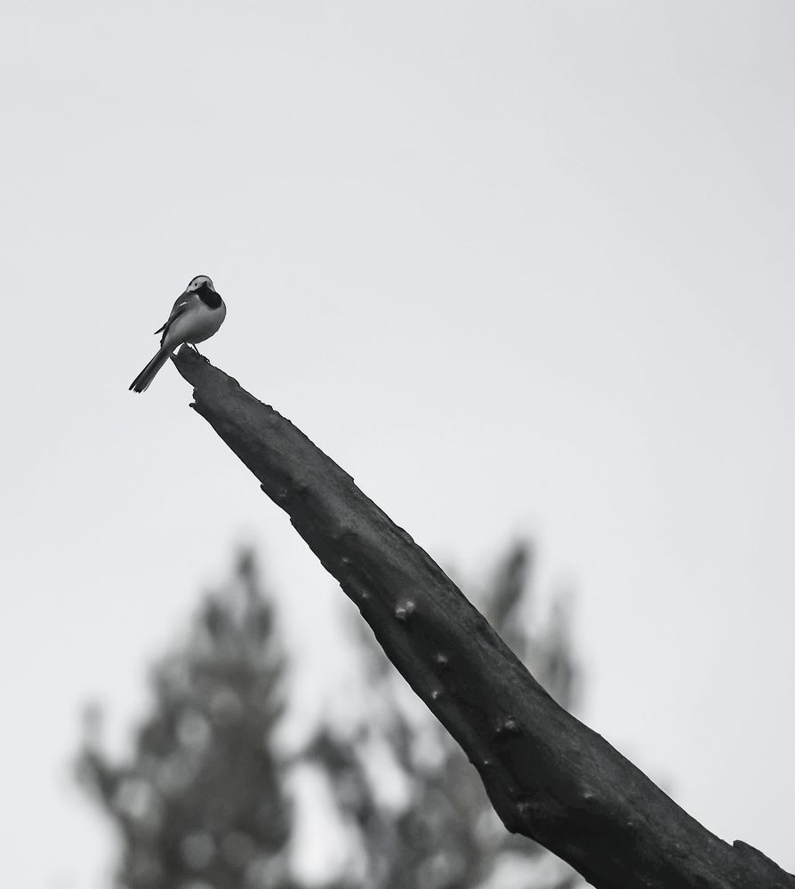 Photograph by Михаил Трусов