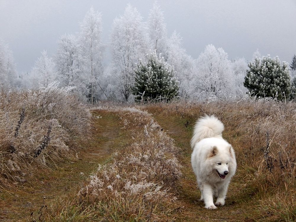 Photograph by Юрий Пучков