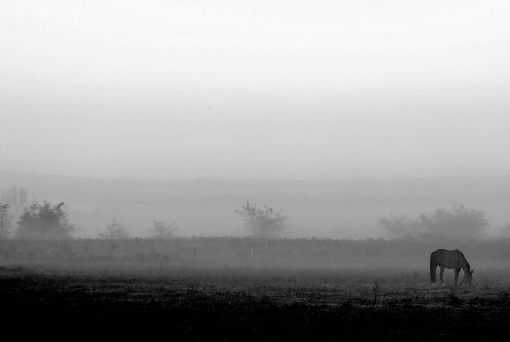 Photograph by Viviana García