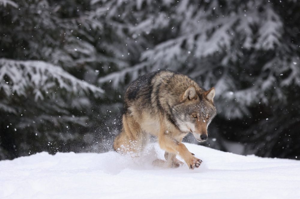 Photograph by Одаренко Ольга