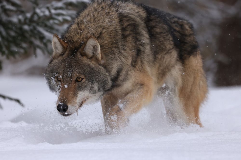 Photograph by Одаренко Ольга