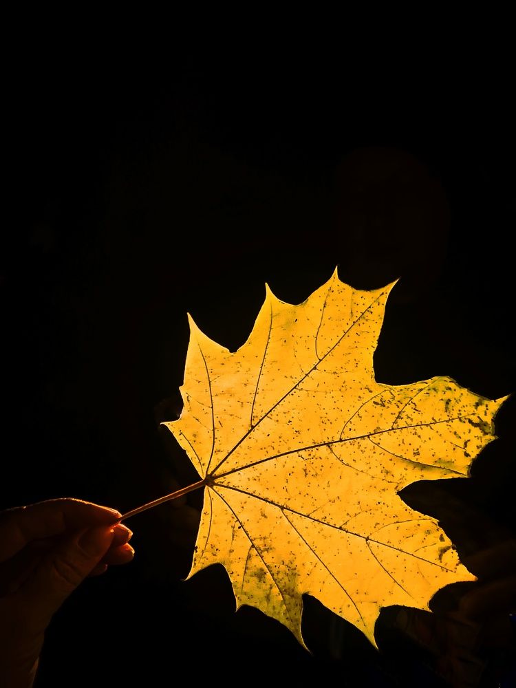 Photograph by Елена