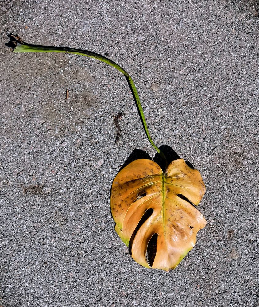 Фотография автора Андрей Данильсон