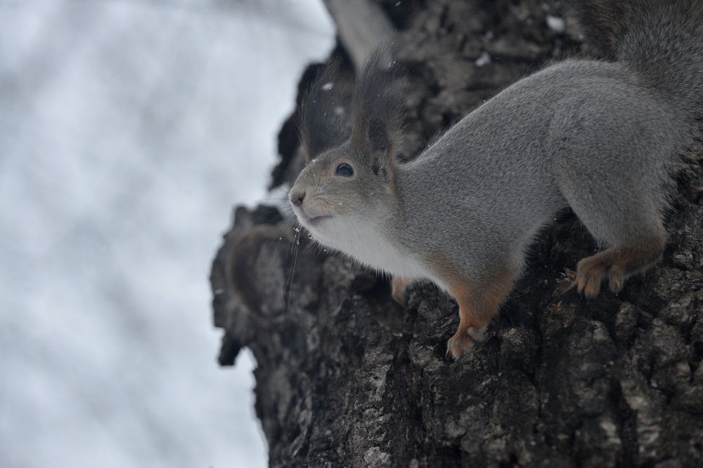 Photograph by Алексей Volg