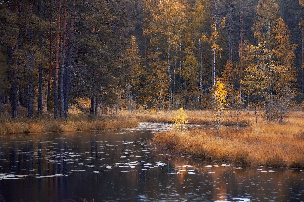 Photograph by Petrova Anastasia