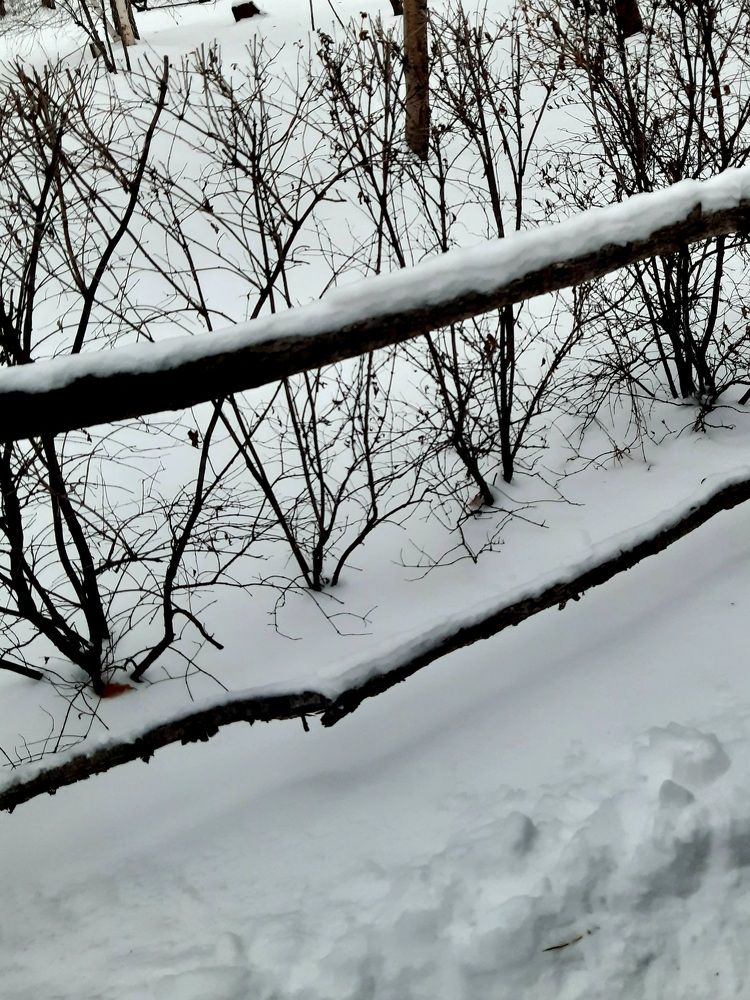 Фотография автора Наталья Шендяпина