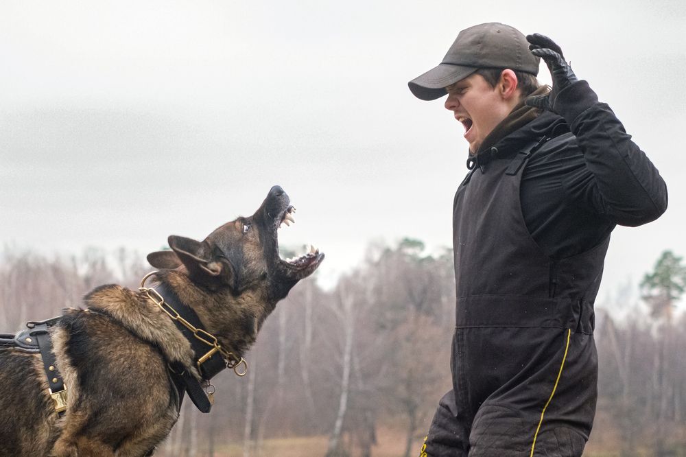 Фотография автора Dina Damotseva