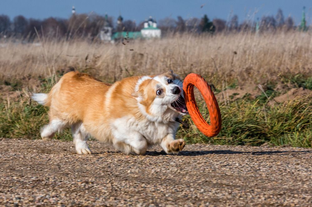 Фотография автора Yakovlev Artur