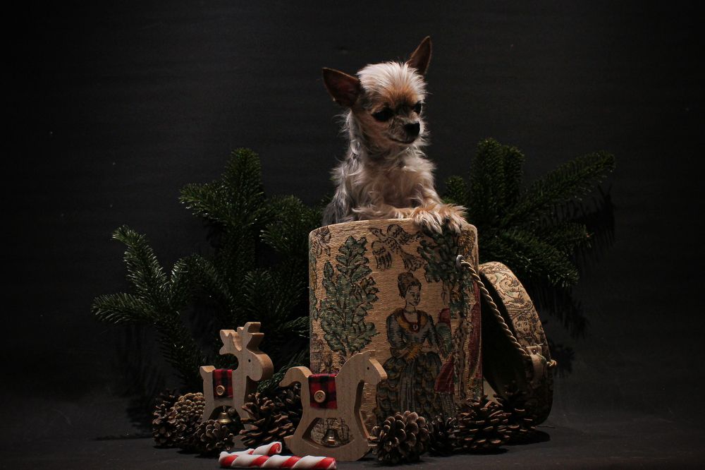 Photograph by Диана Ульянцева