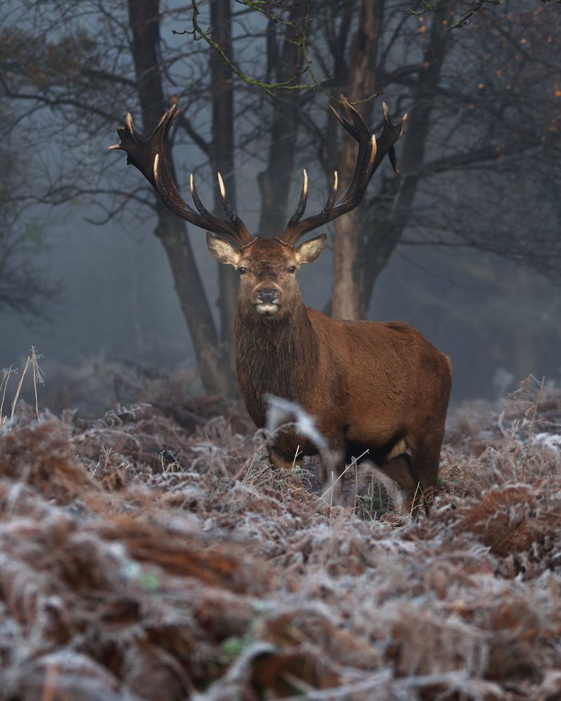 The Lord of the Frosty Forest