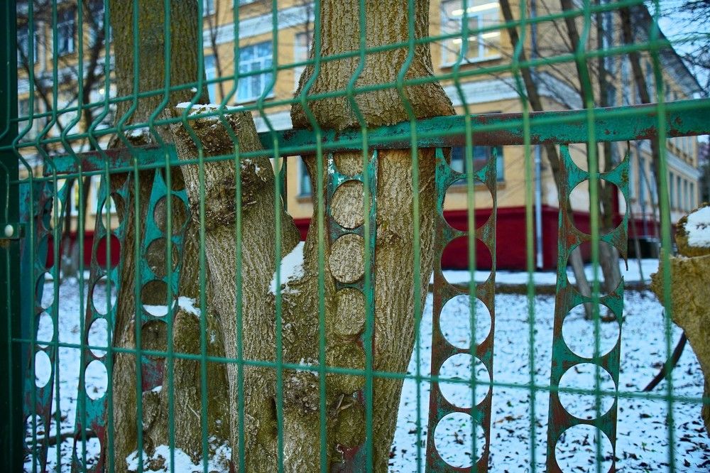 Сталедерево