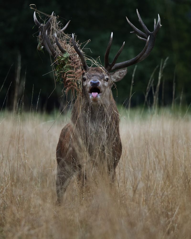 The Rebellious King of the Meadow