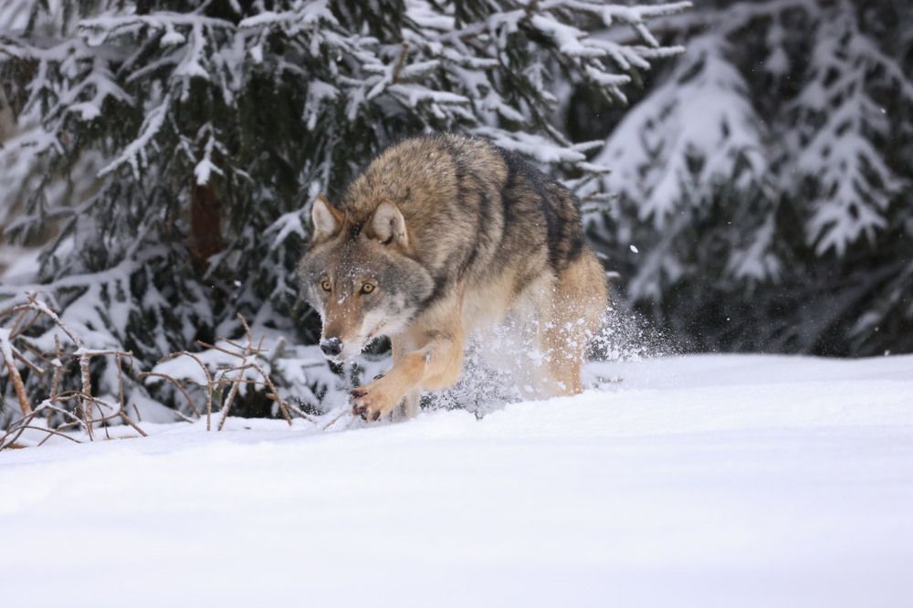 Photograph by Одаренко Ольга