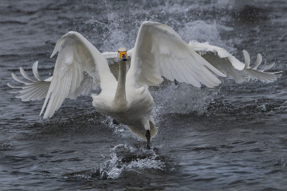 Photograph by Евгений Санин