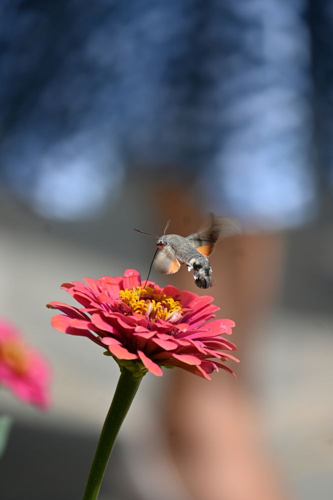 Photograph by Filip Dujovski