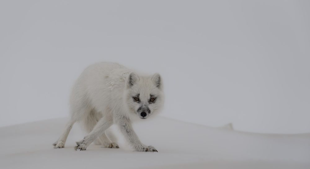 Photograph by Антон Дроздов