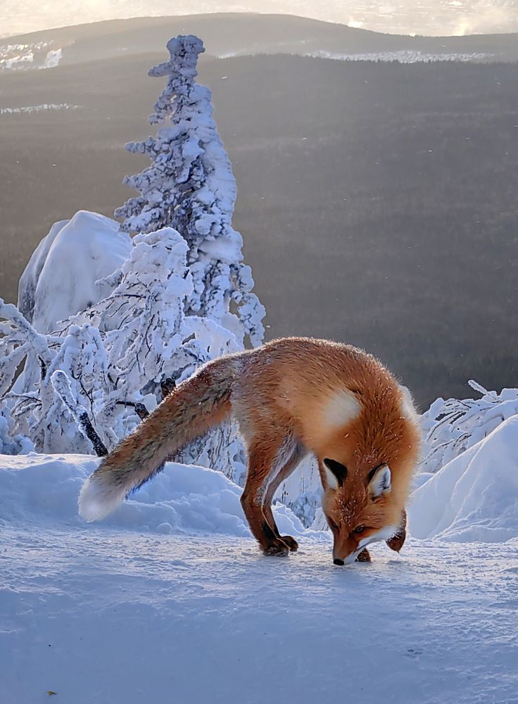 Photograph by Кухта Мария