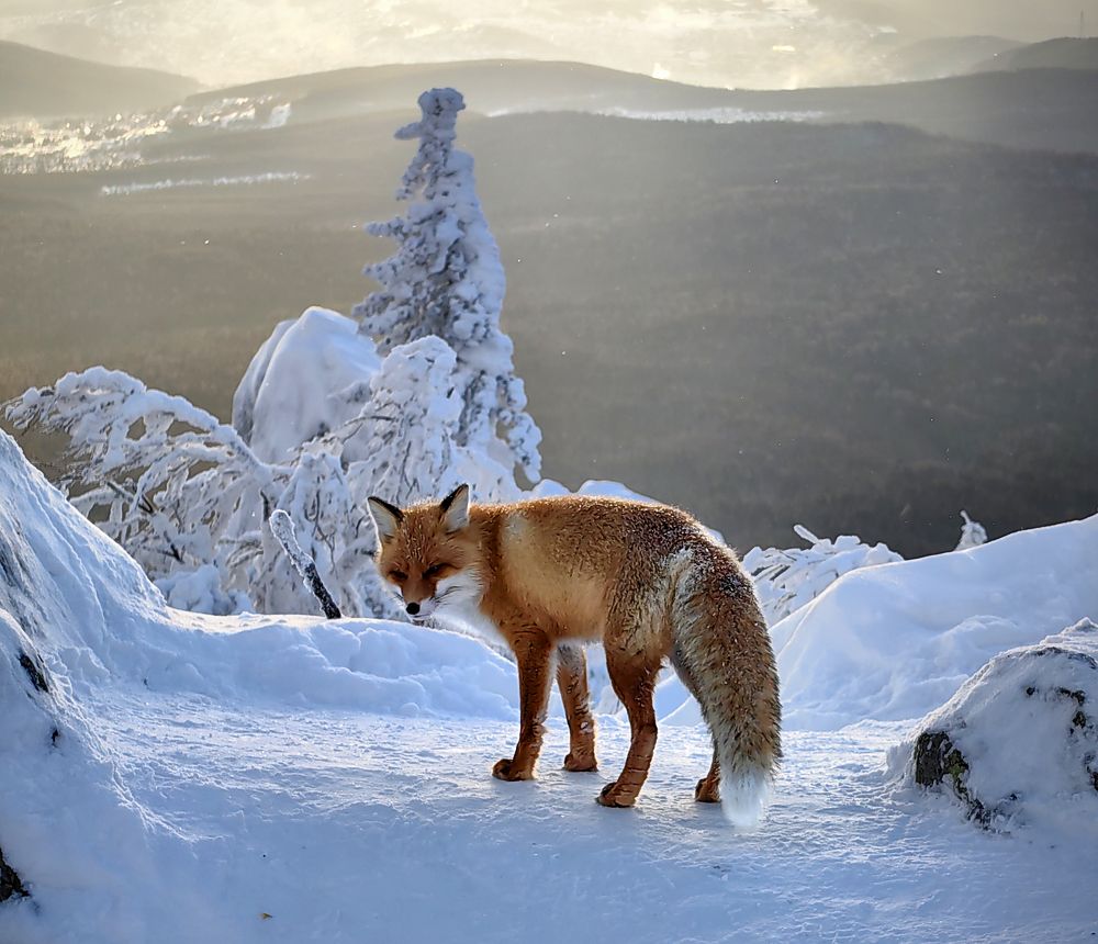 Photograph by Кухта Мария