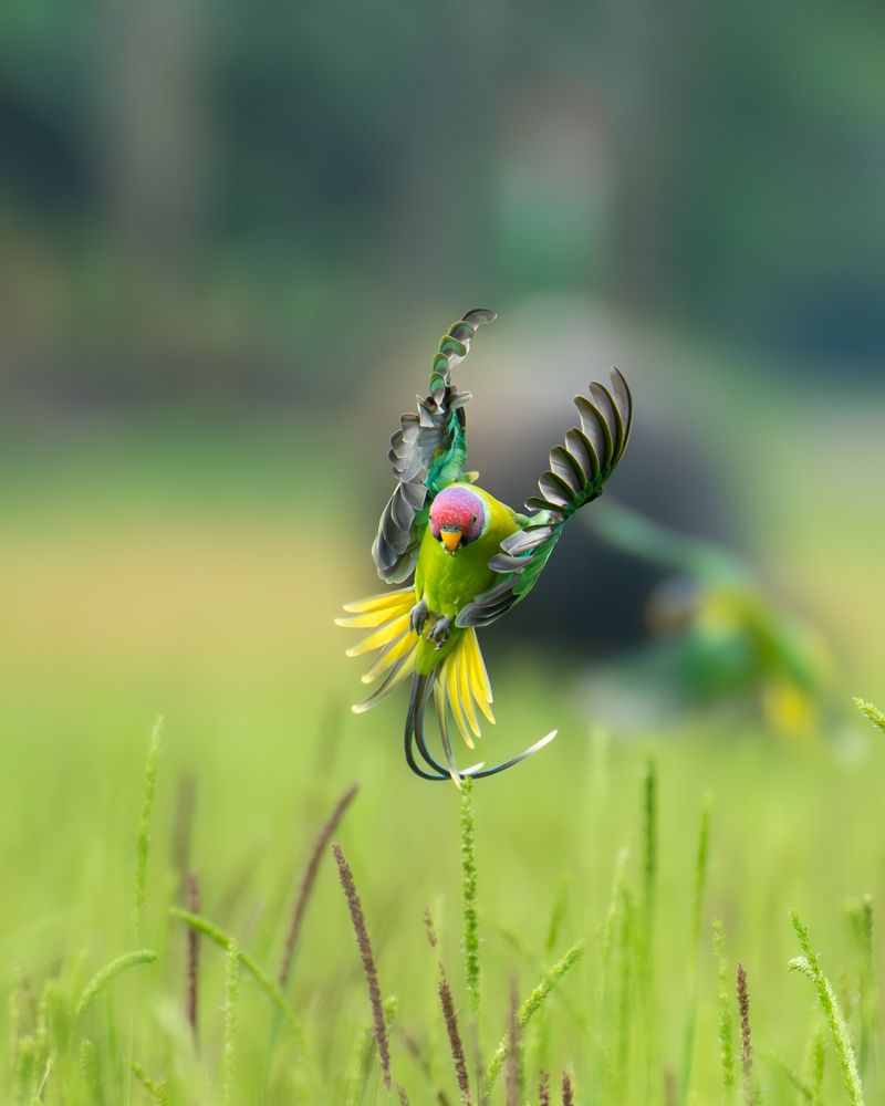 Фотография автора Anandhu M