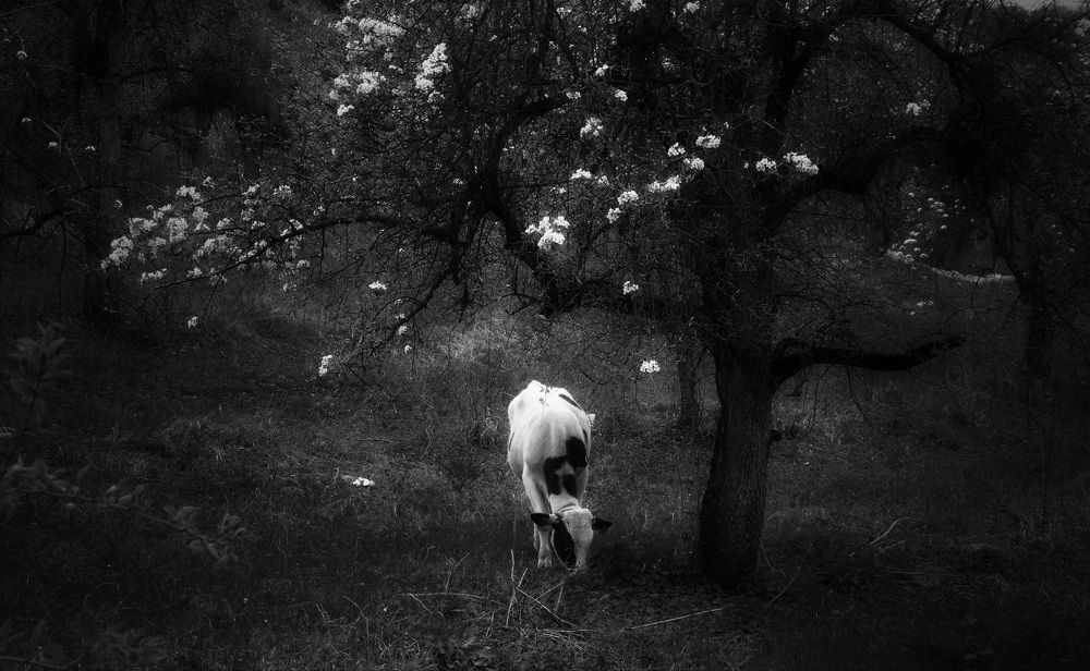 Photograph by  Владимир