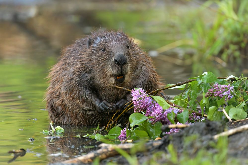 Бобрик с сиренью