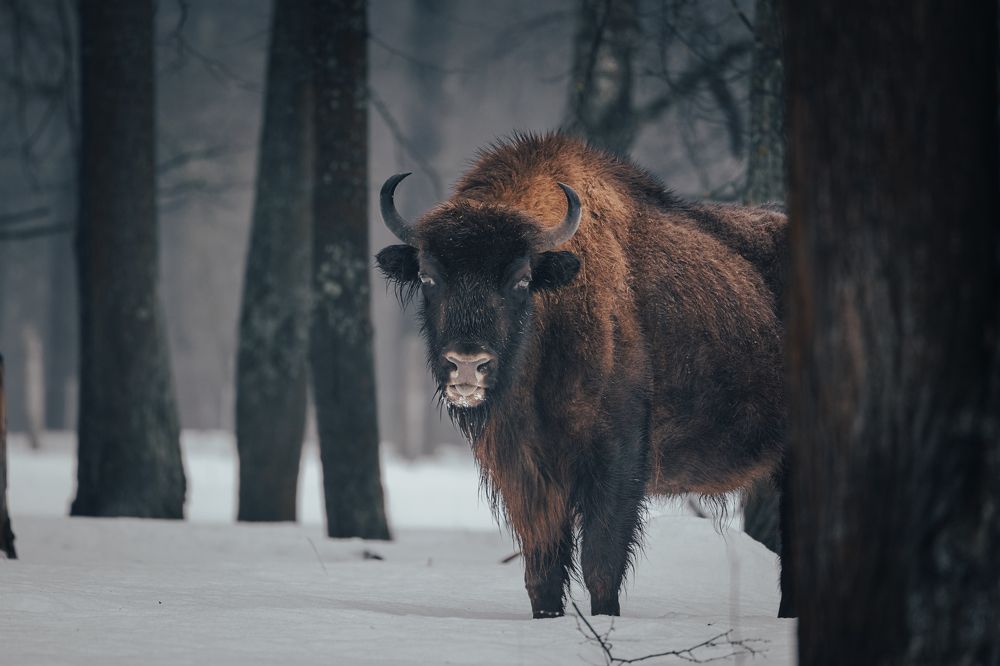 Photograph by Duc de Salier