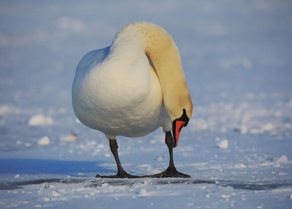 Photograph by Николай Протасеня