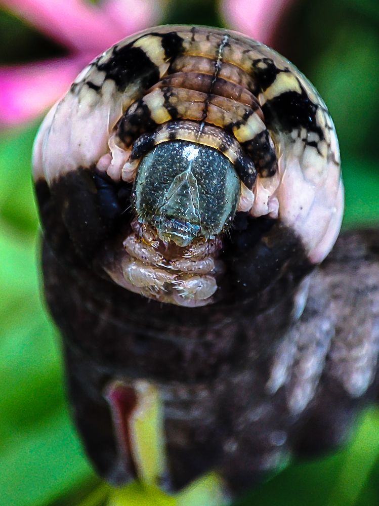 Фотография автора Александр Довганюк