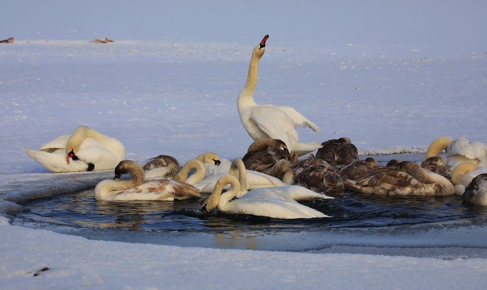 Photograph by Николай Протасеня