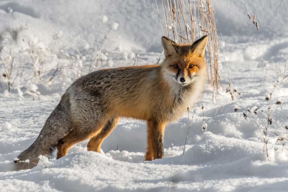 Photograph by Николай Диордиев