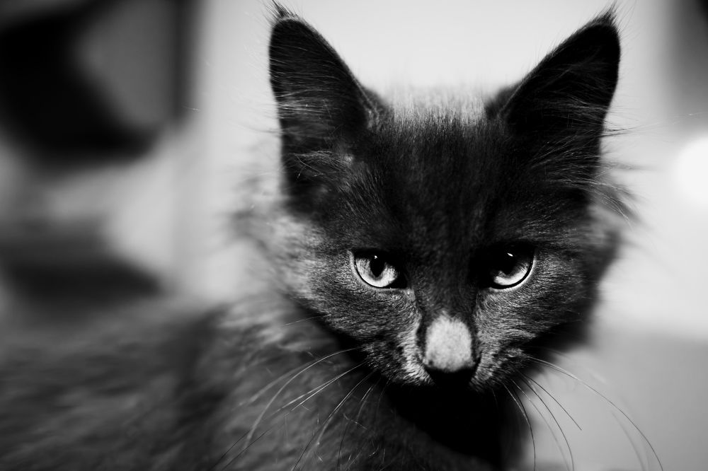 Photograph by Анна Черняйкина