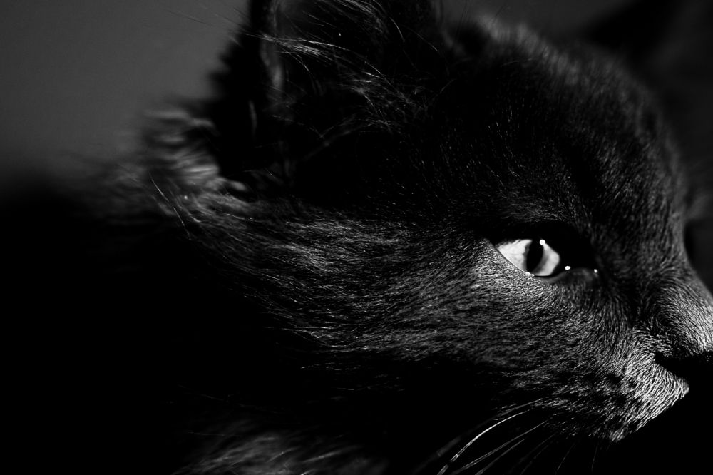 Photograph by Анна Черняйкина