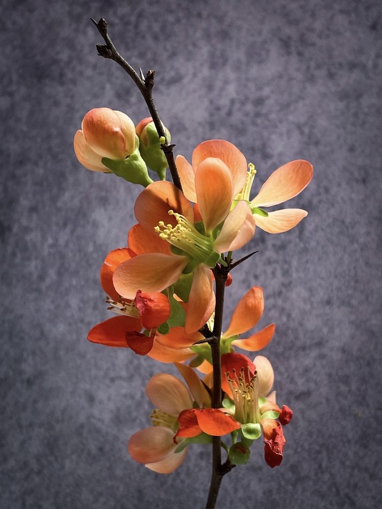 Фотография автора Рамзия Хисамутдинова