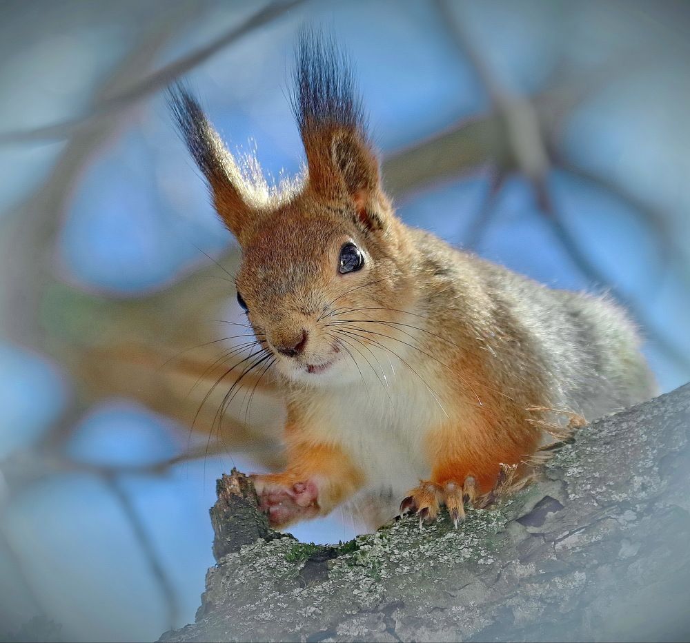 лесная встреча...