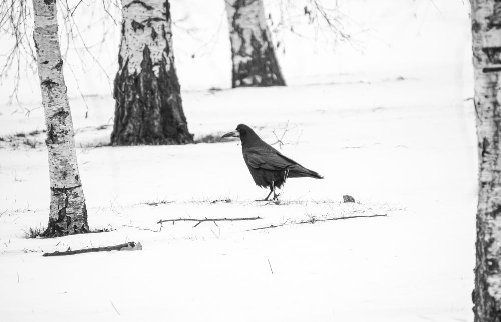Photograph by Anna Prohorova
