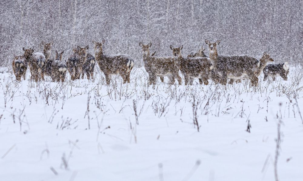 Фотография автора Воронина Татьяна