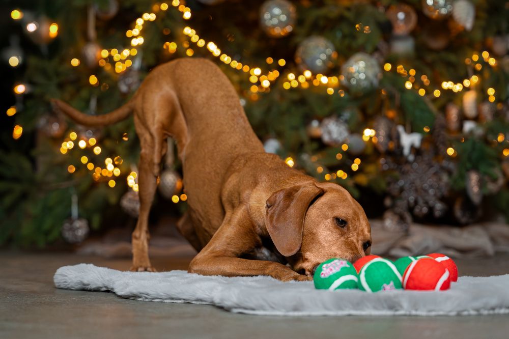 Фотография автора Krisztián Csalami