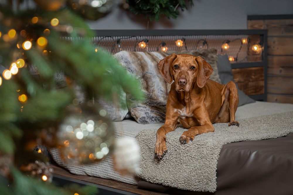 Фотография автора Krisztián Csalami