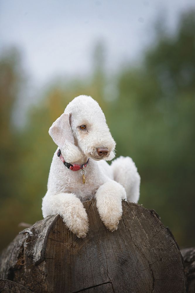 Photograph by Елизавета Романова