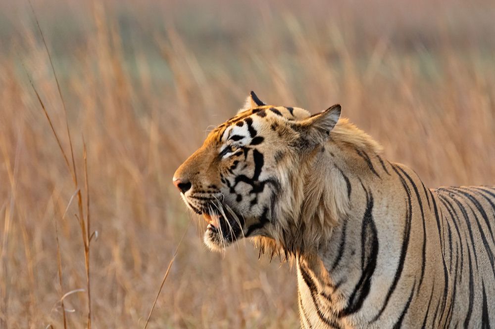 Photograph by Aniket Karane