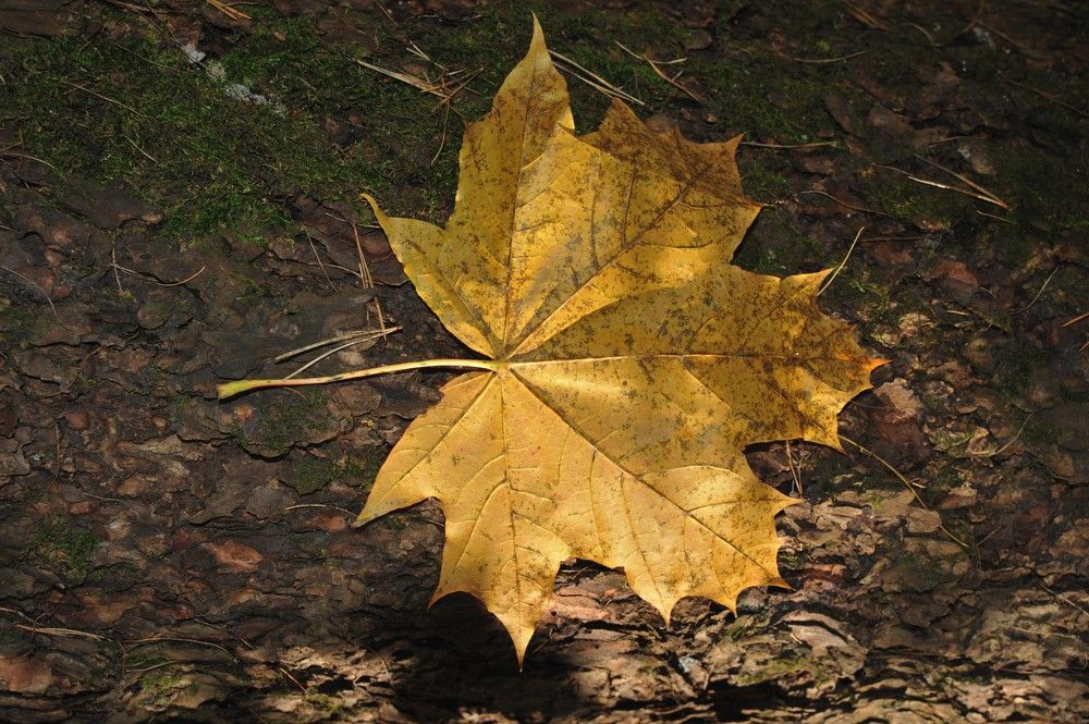 Фотография автора Виталий Дузь