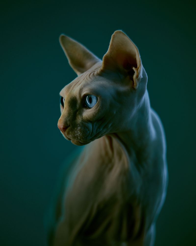 Photograph by Алла Чернова