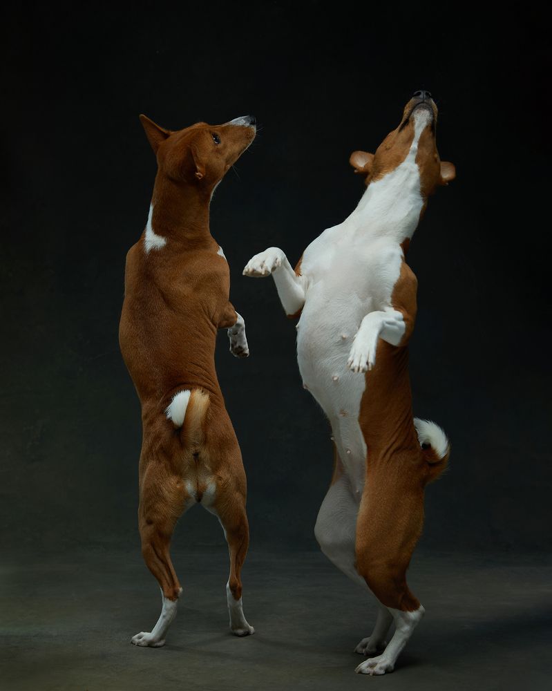 Photograph by Алла Чернова