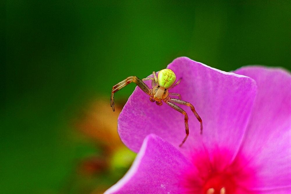 Photograph by Леонид Шнейдерман