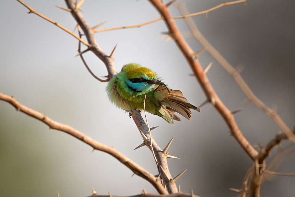 Photograph by Rakshith Avr