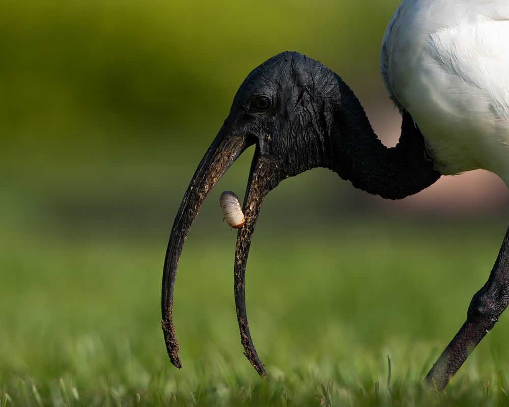 A little bug snack !