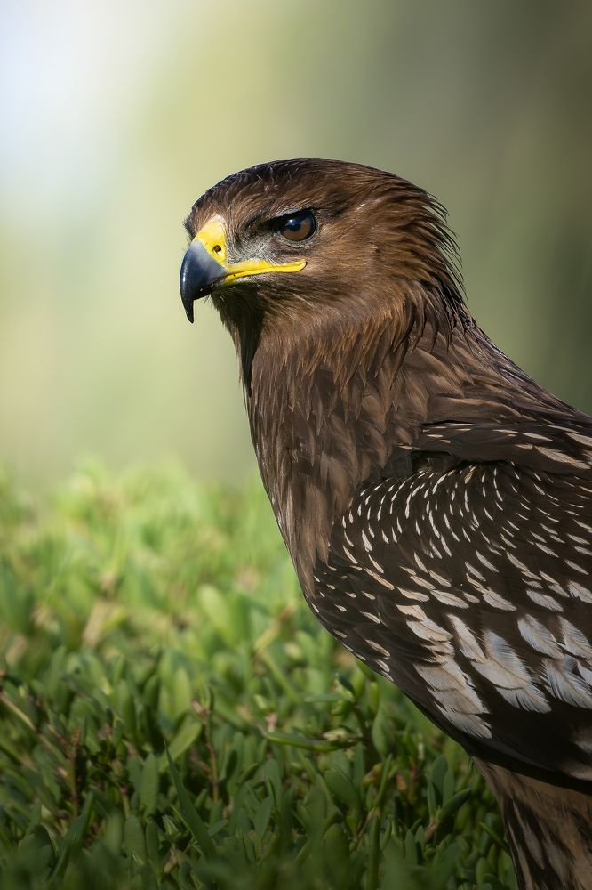 Photograph by Rakshith Avr