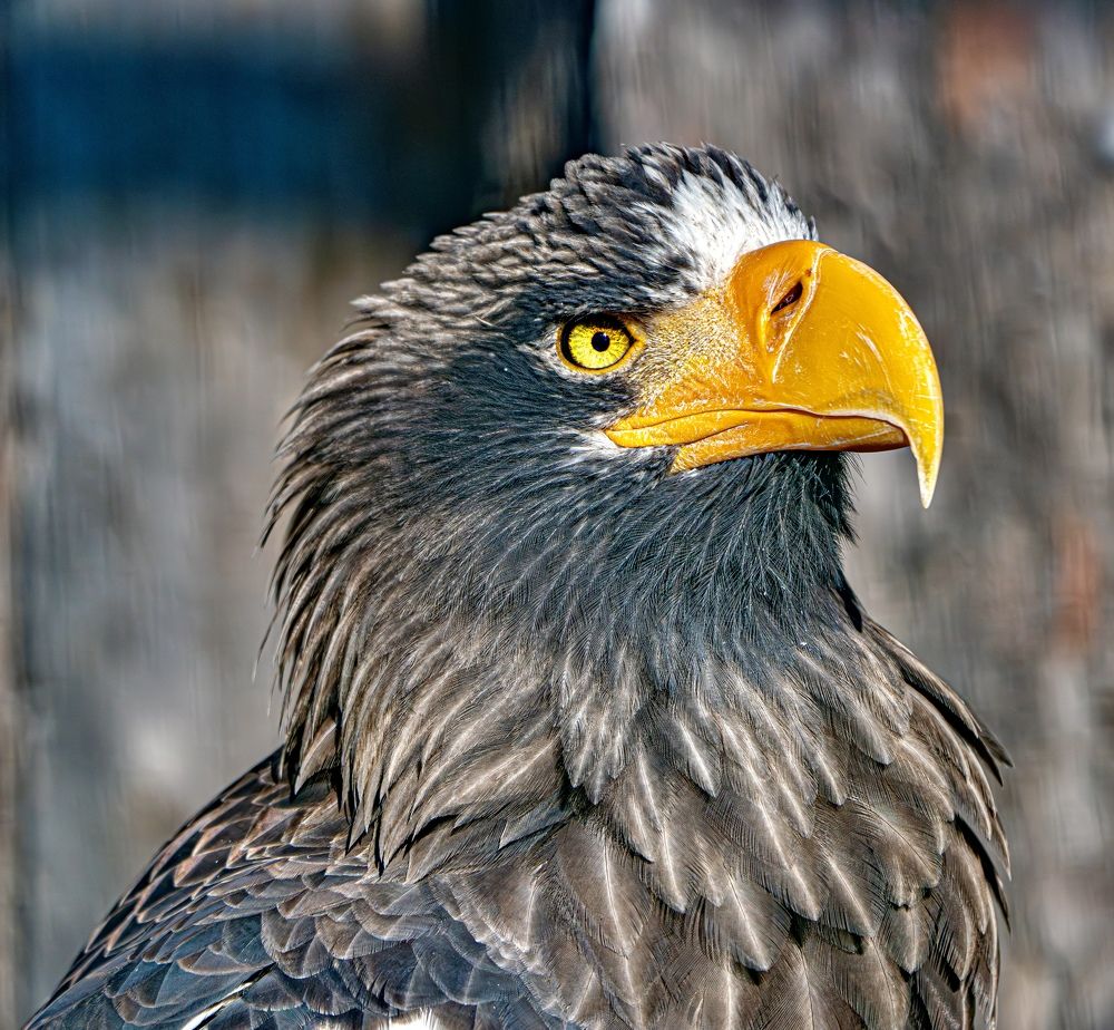Фотография автора Алексей Симонов